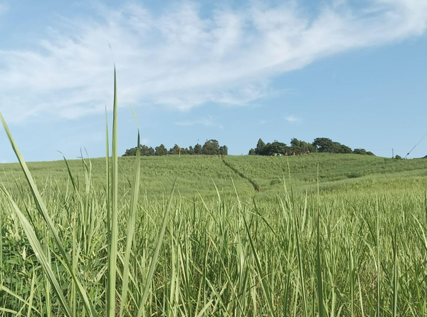 11 m² Farm