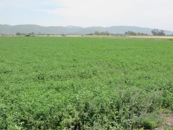 28.1 ha Smallholding