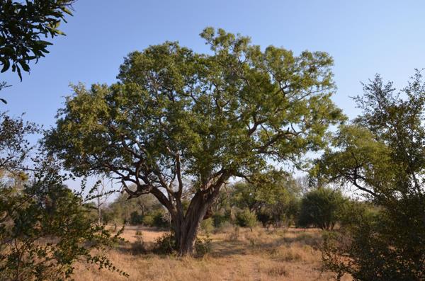 111 ha Land