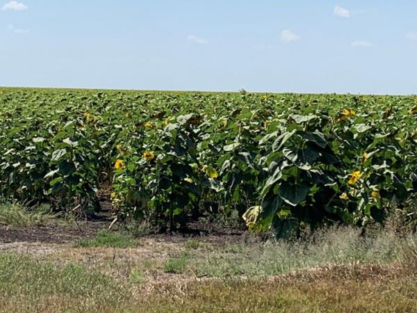 90 ha Farm