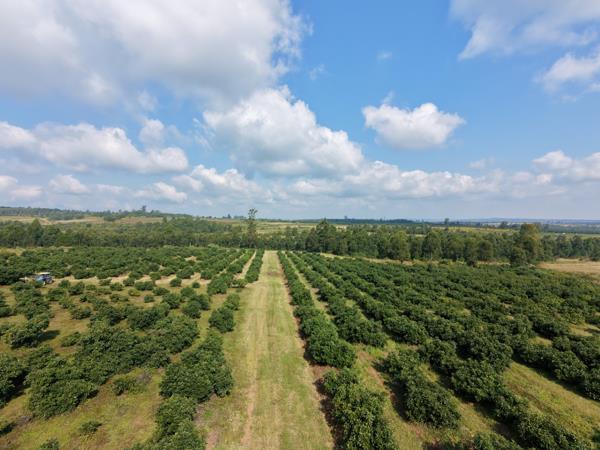 61.7 ha Commercial Farm