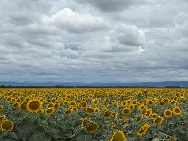 256 ha Farm