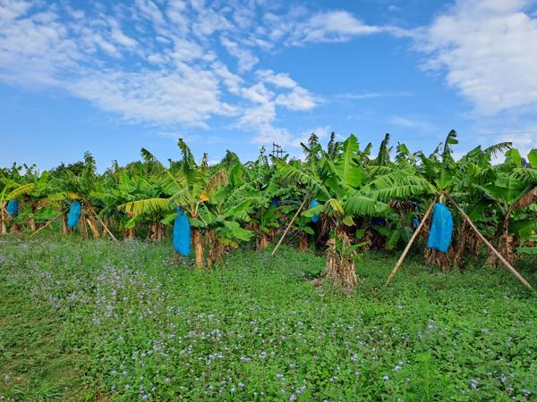 12.3 ha Agricultural Holding