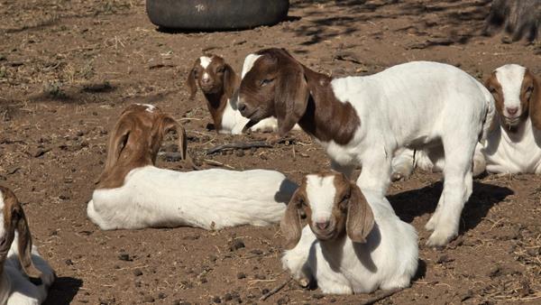 43 ha Farm