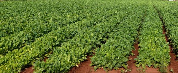 105 ha Farm