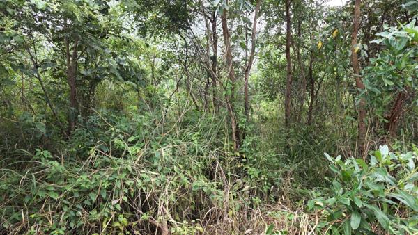 1 168 m² Land