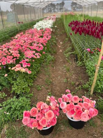 1.8 ha Smallholding