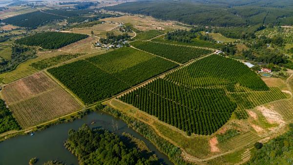 65.3 ha Farm