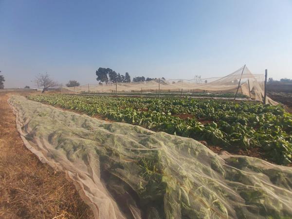 1.7 ha Smallholding