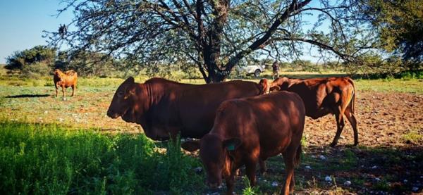 3 846 ha Farm