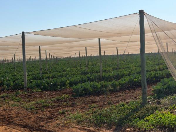 60.9 ha Farm