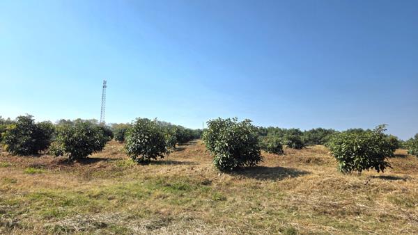 80.2 ha Commercial Farm