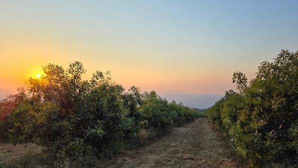 80.2 ha Commercial Farm