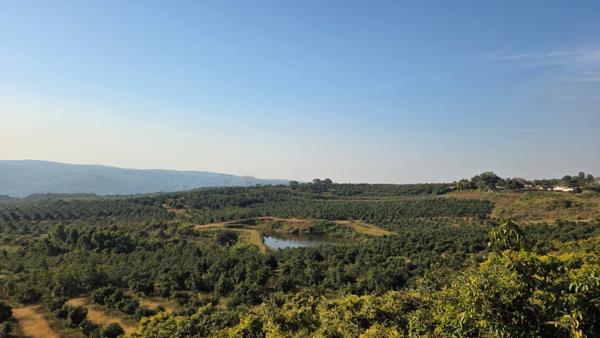 80.2 ha Commercial Farm