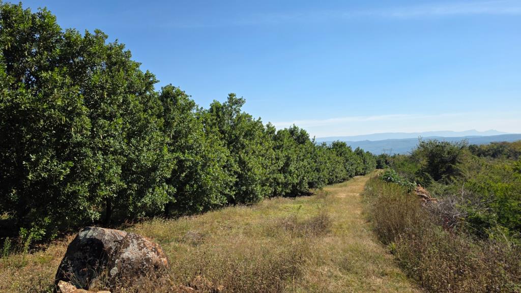 80.2 ha Commercial Farm