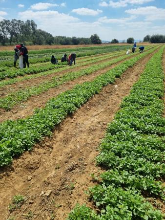 85 ha Agricultural Holding