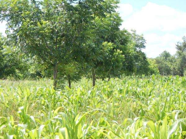 238 ha Agricultural Holding
