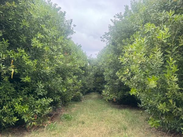 61.3 ha Commercial Farm