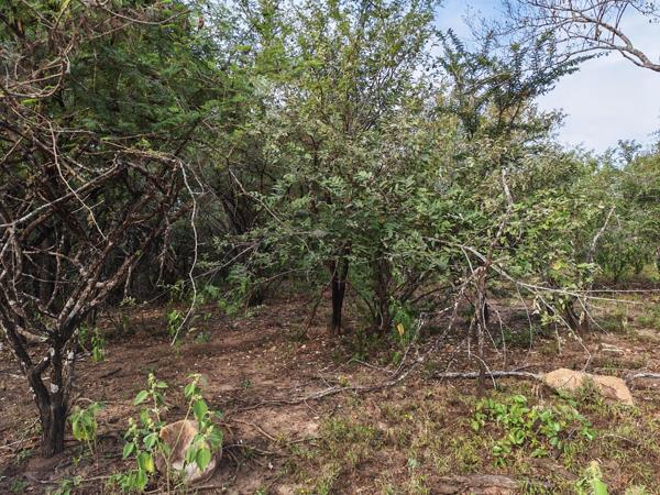 1 600 m² Land