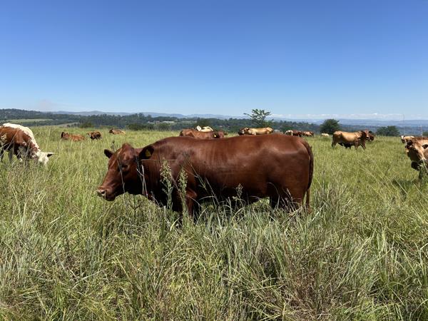 934 ha Farm