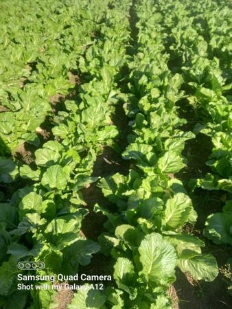 4 000 m² Farm