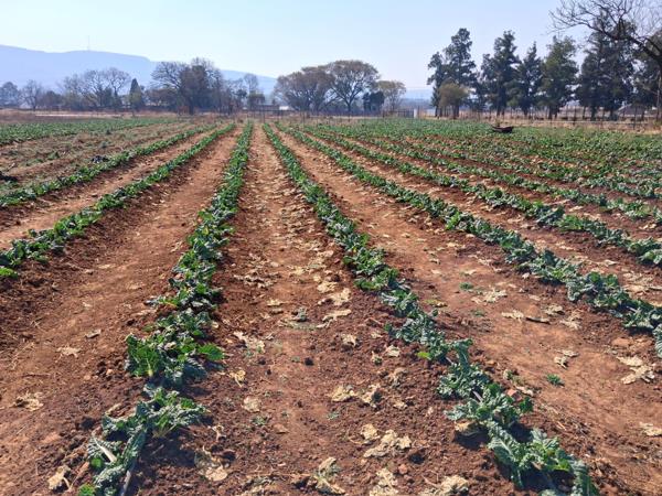 7.8 ha Land