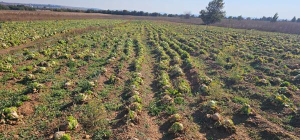 85 ha Land