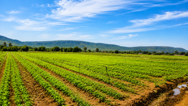20 ha Farm