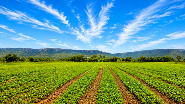 20 ha Farm