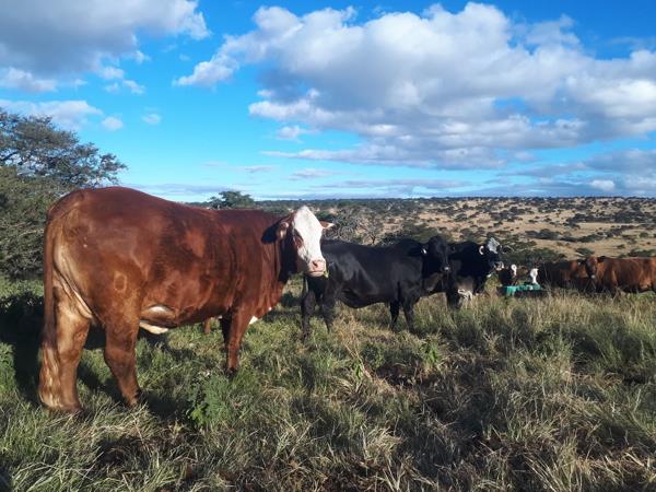 777.2 ha Farm