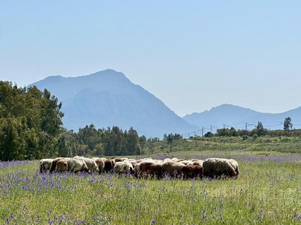 56 ha Commercial Farm