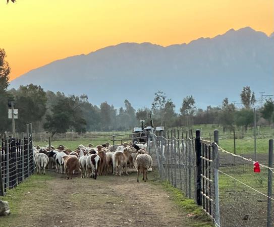 56 ha Commercial Farm