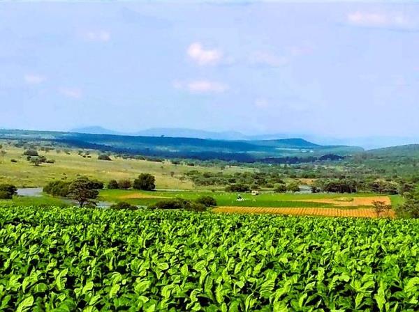335 ha Farm