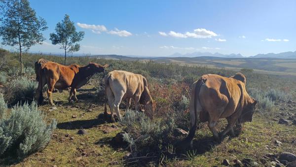 82 ha Farm