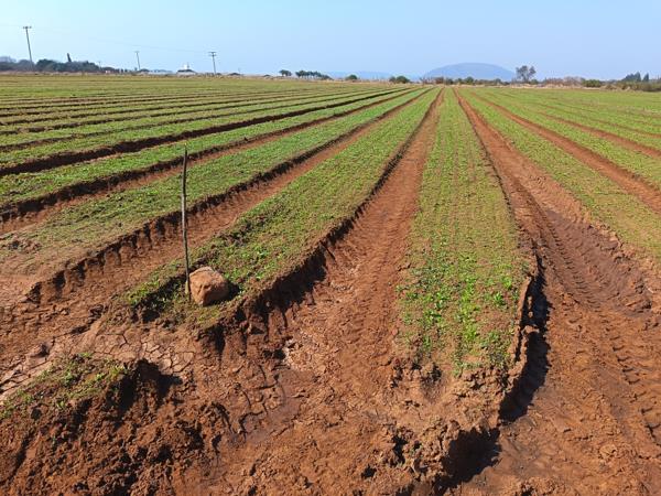 35.7 ha Farm