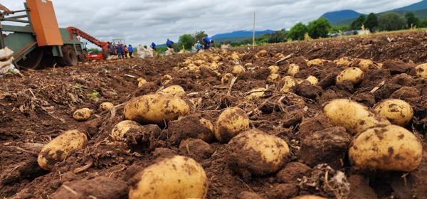 70 ha Farm