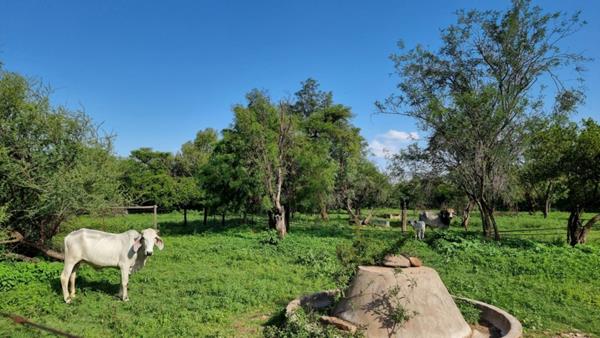 95 ha Farm