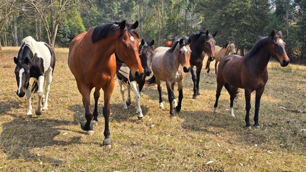 14 ha Smallholding