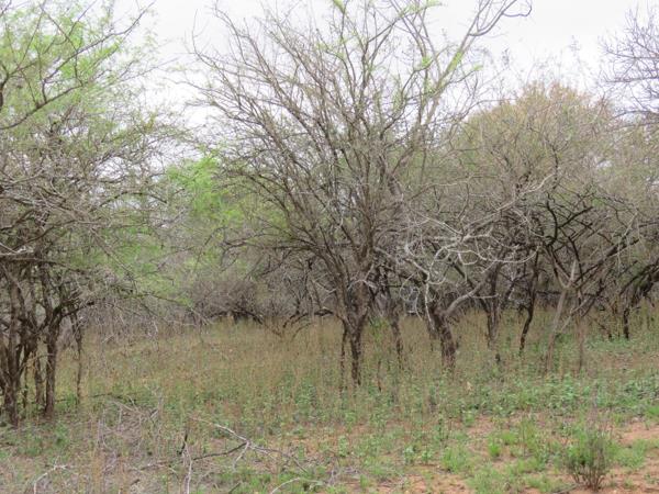 2 268 m² Land