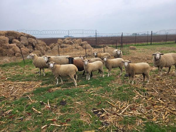 43 ha Farm