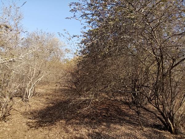2 000 m² Land