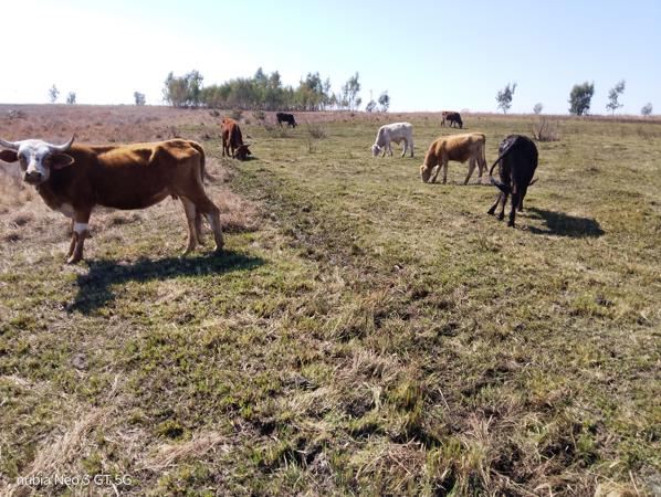21.4 ha Agricultural Holding