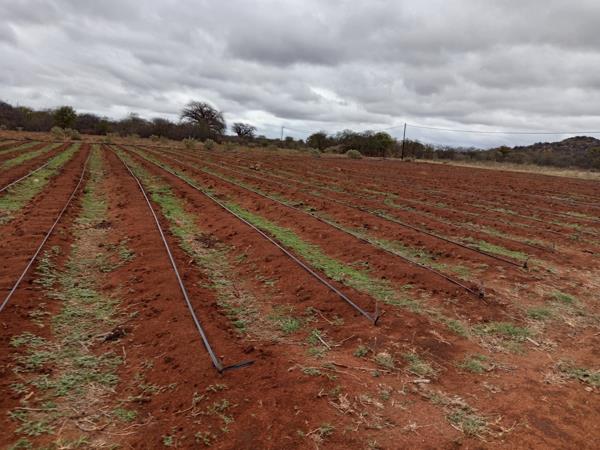 40 ha Commercial Farm