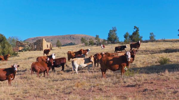 394 ha Farm