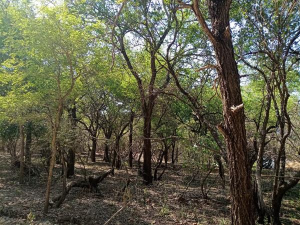2 000 m² Land