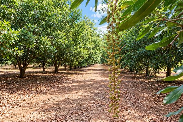 301 ha Commercial Farm