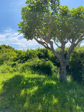 916 m² Land