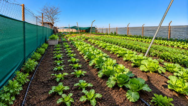 37.5 ha Farm