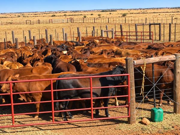 599 ha Farm