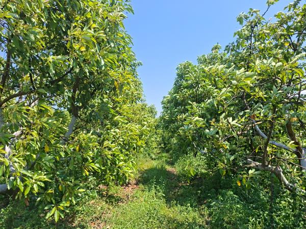 172 ha Farm